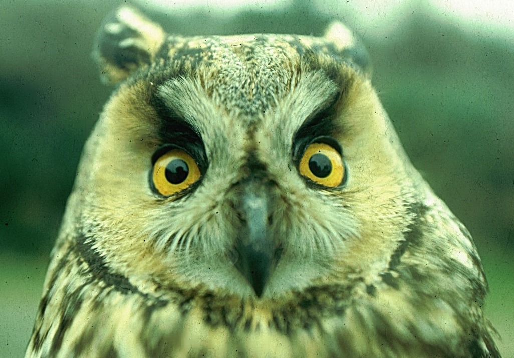 Asio otus: gufo comune.